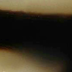Tortoiseshell
